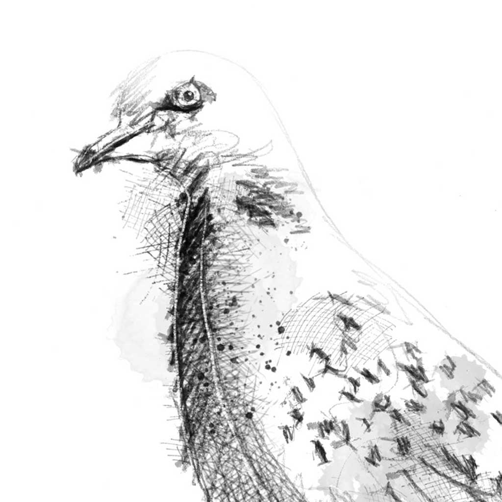 Turtle dove