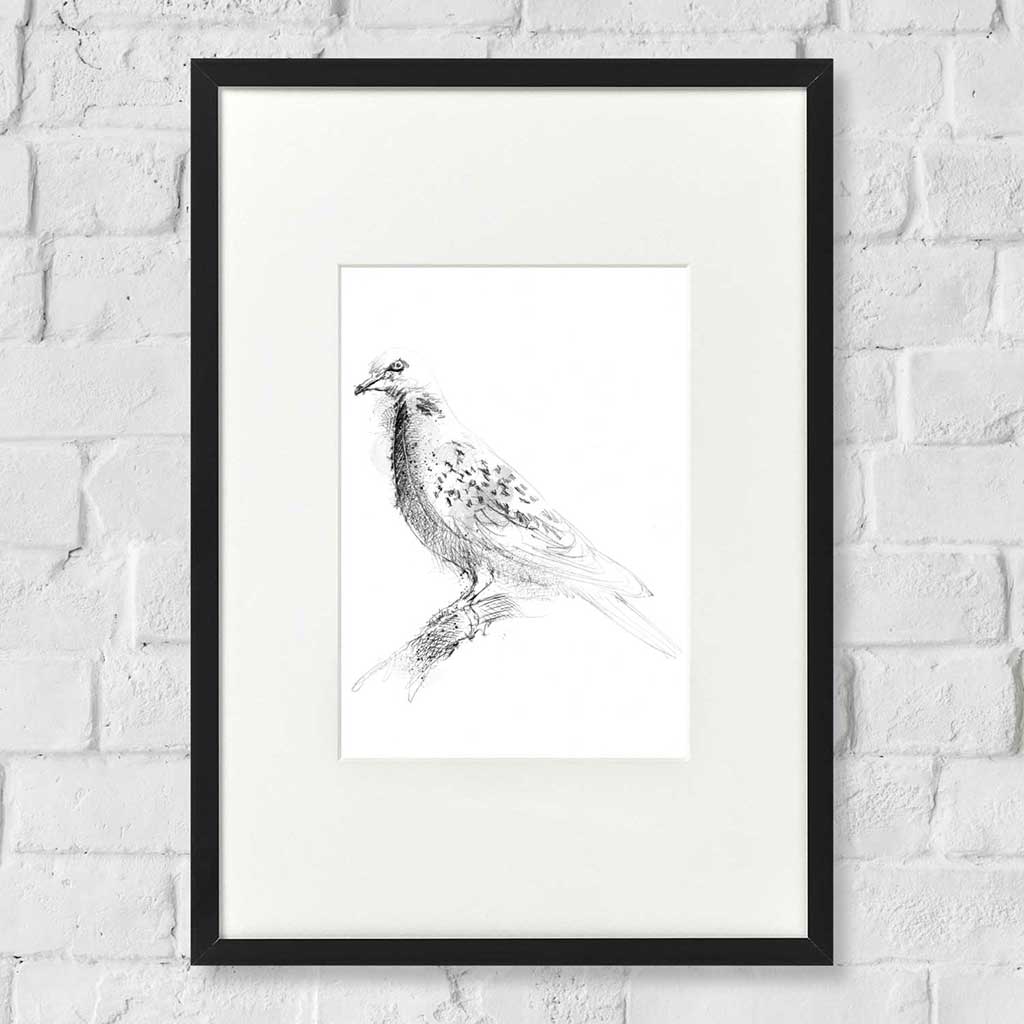 Turtle dove