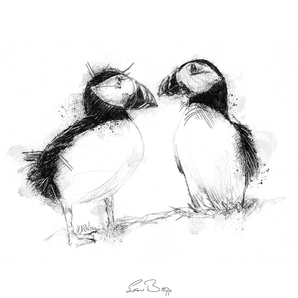Two puffins