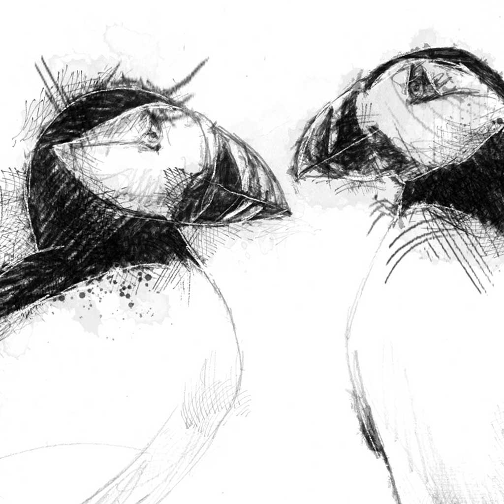 Two puffins