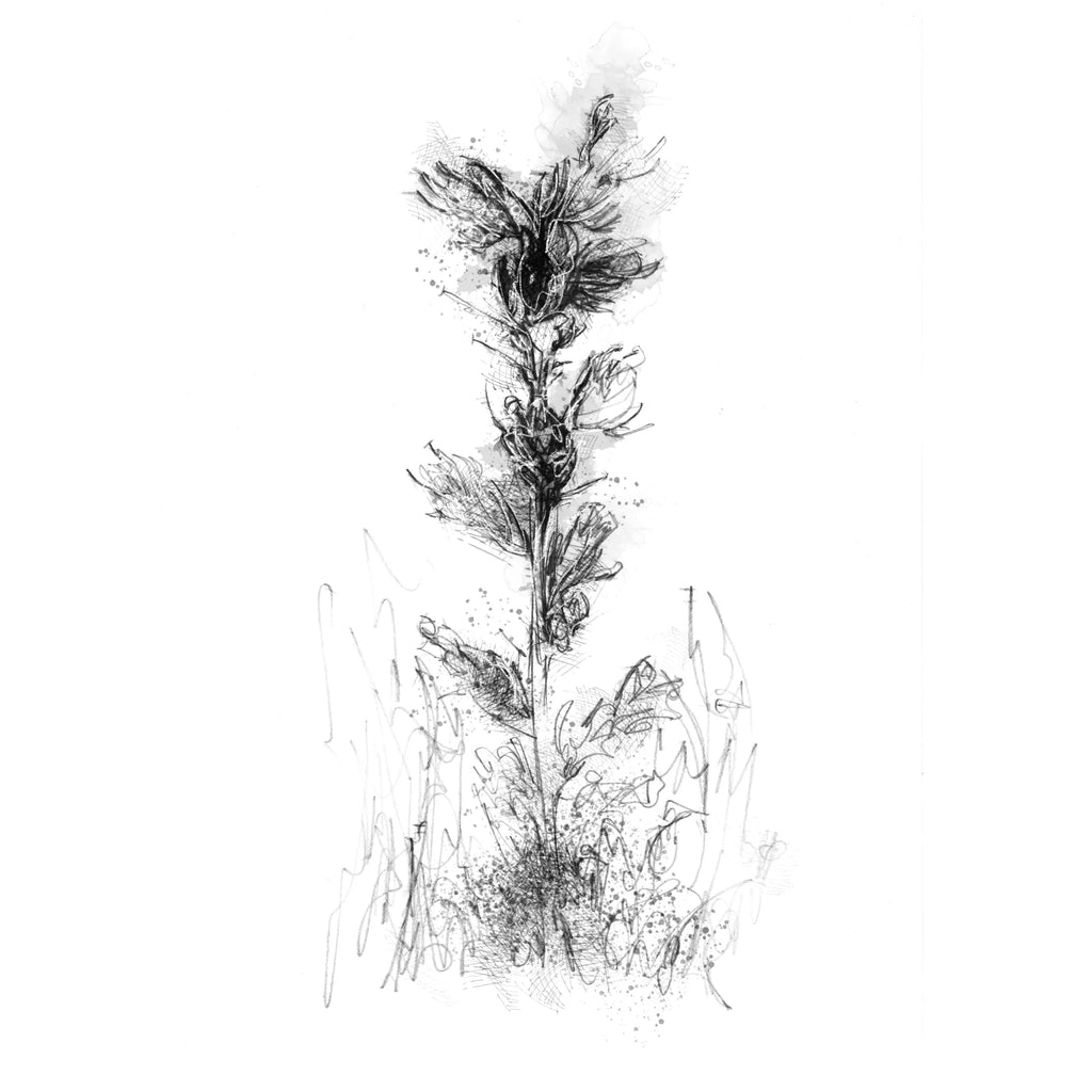 Vipers bugloss - BW Sketch