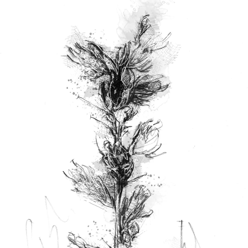 Vipers bugloss - BW Sketch