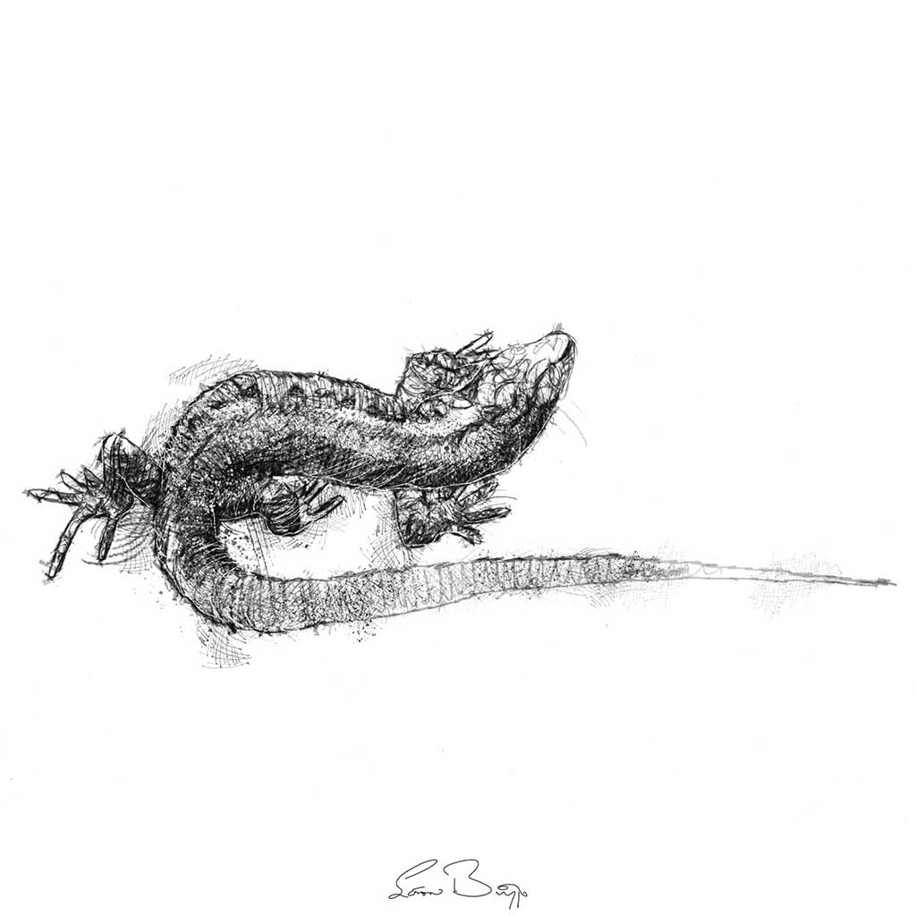 Viviparous lizard