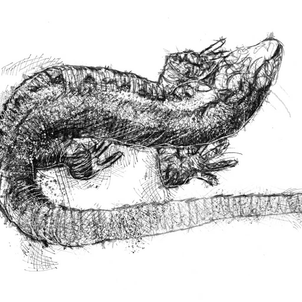 Viviparous lizard