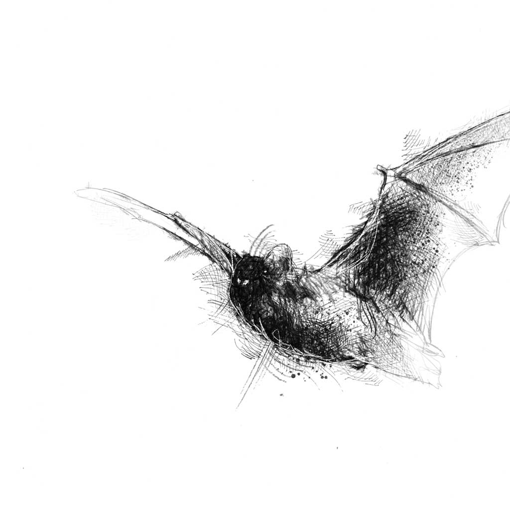 Voctule bat