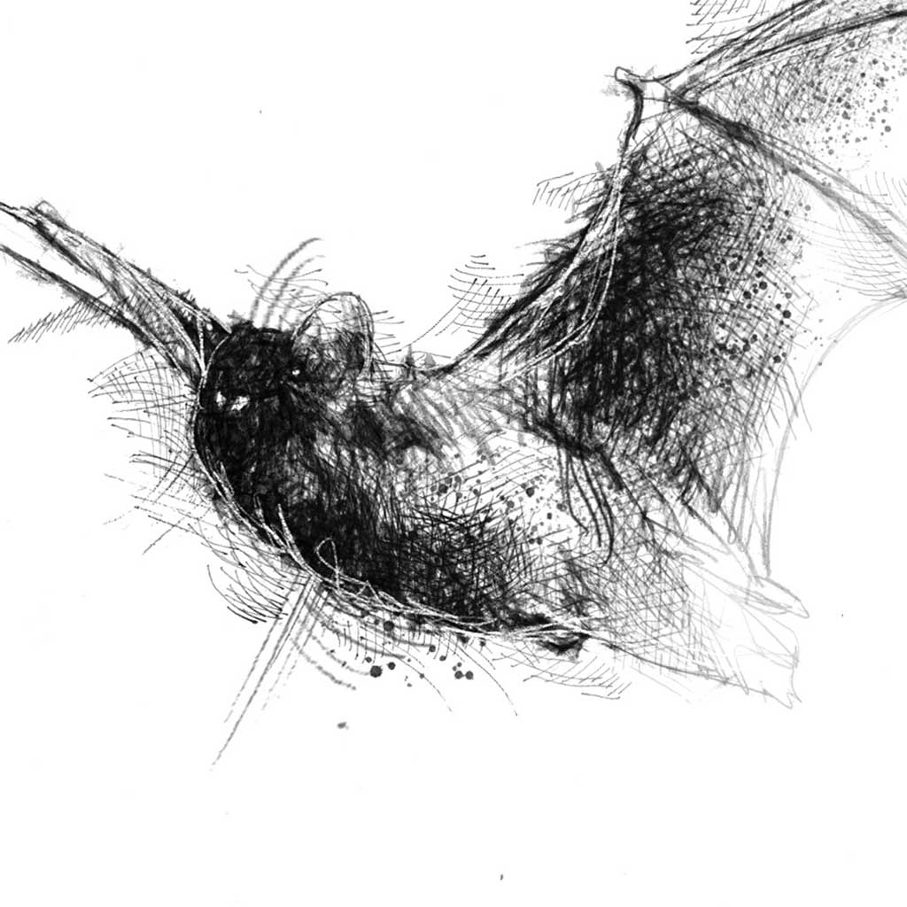 Voctule bat
