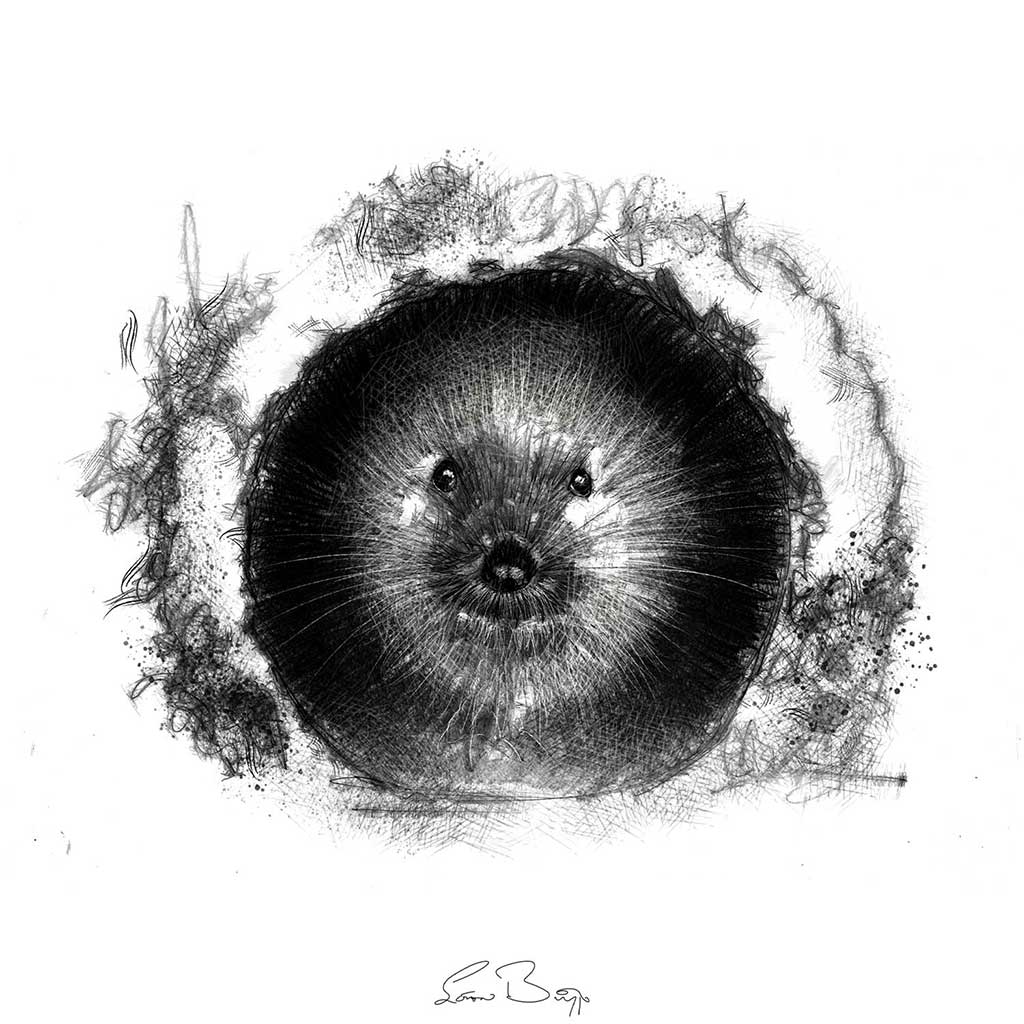 Water vole