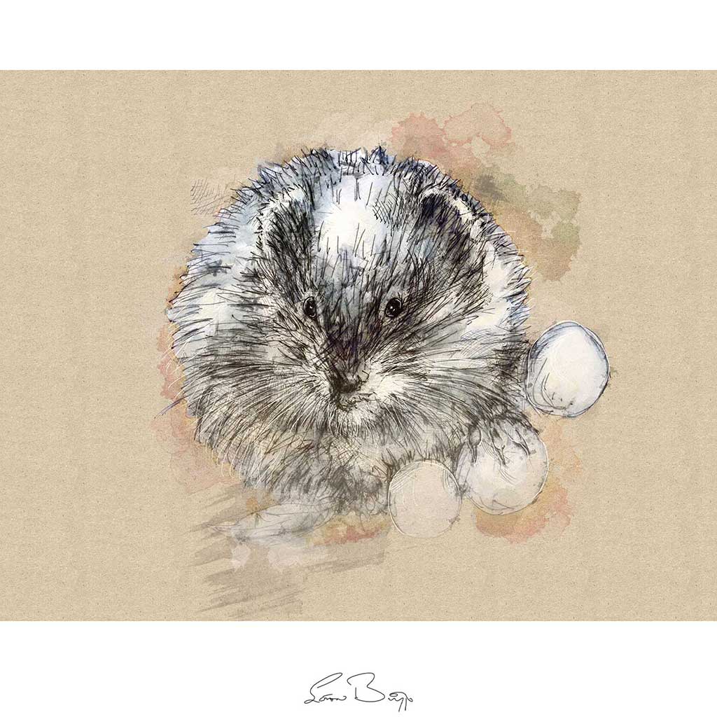 Water vole