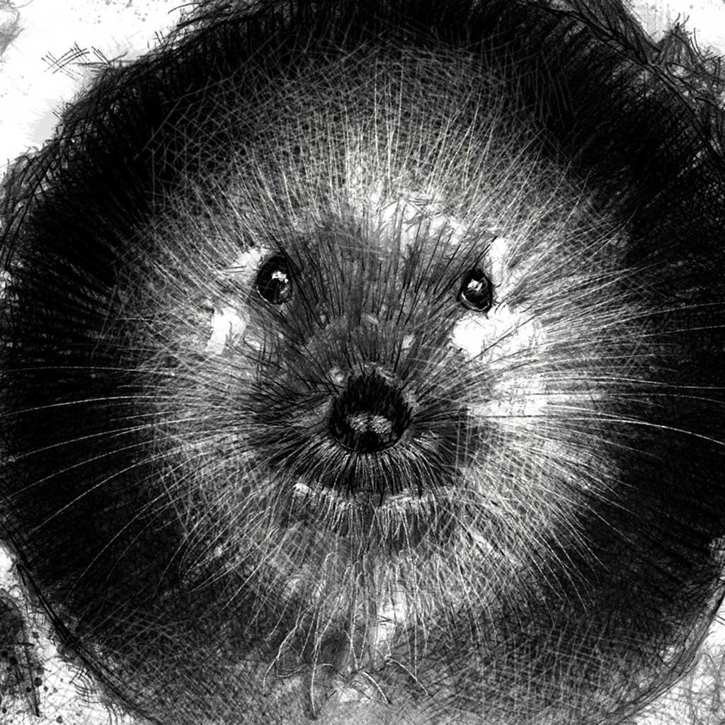 Water vole