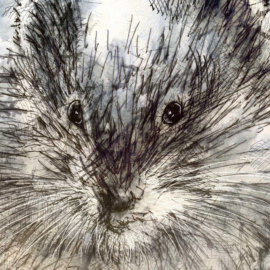 Water vole