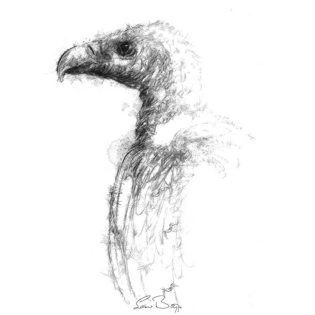 Vulture