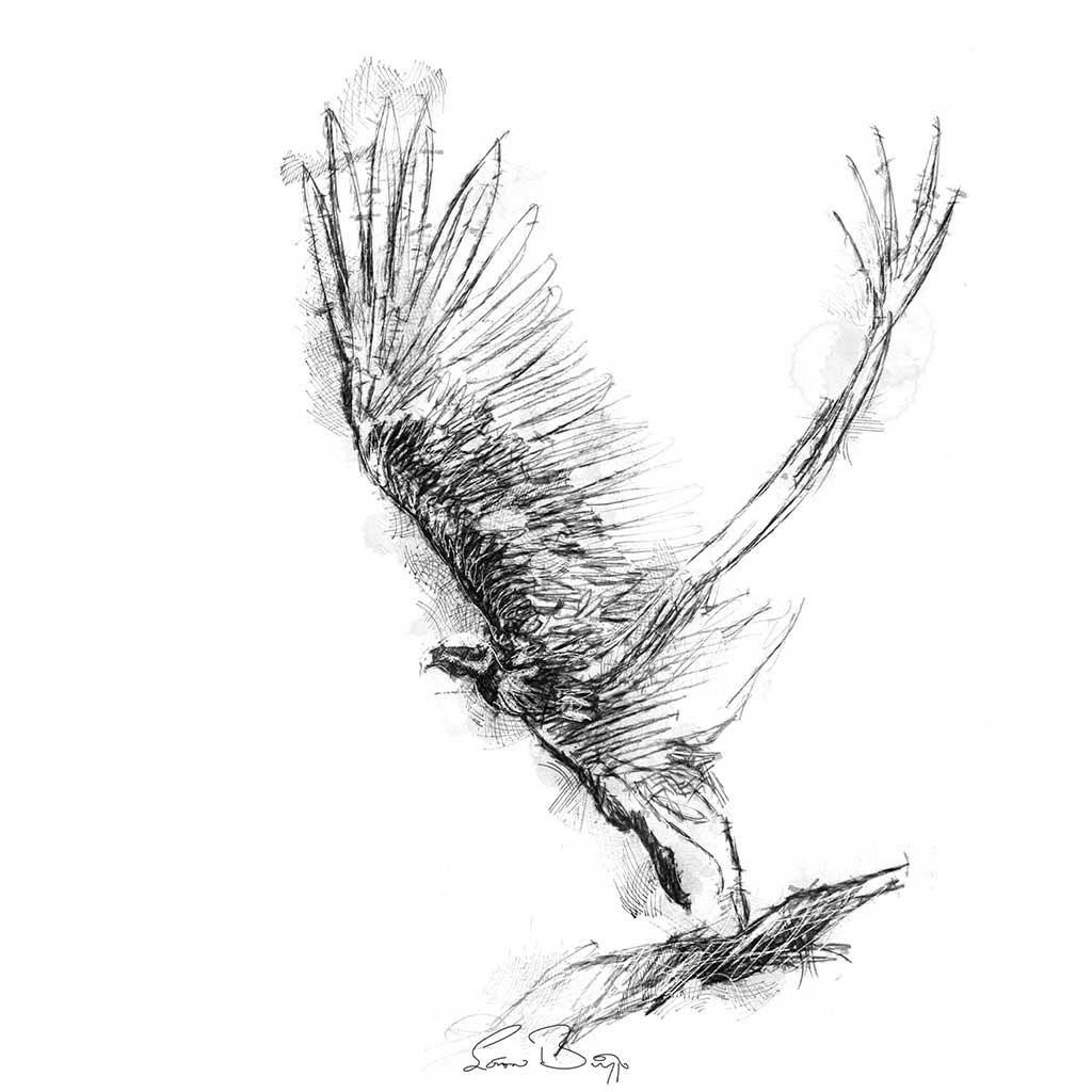 Vulture take off
