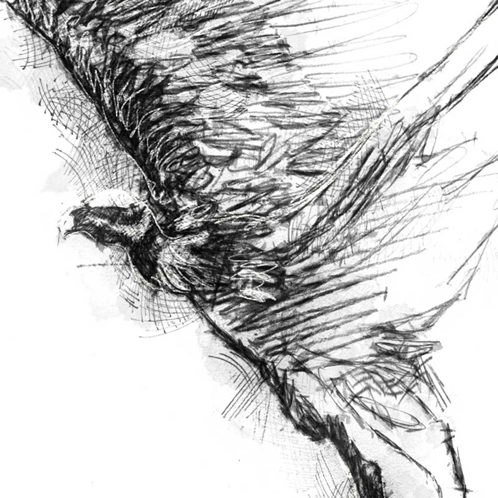 Vulture take off