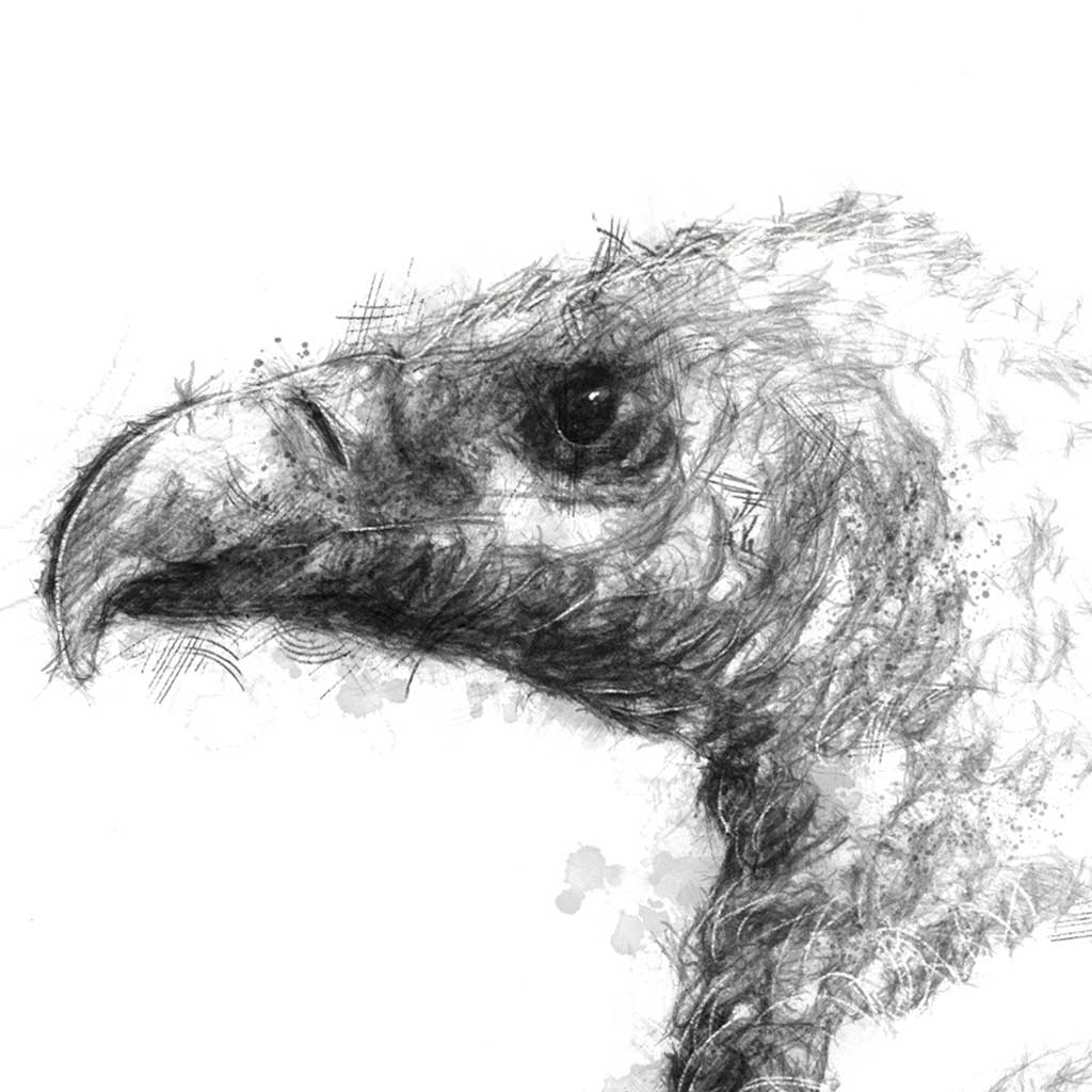 Vulture