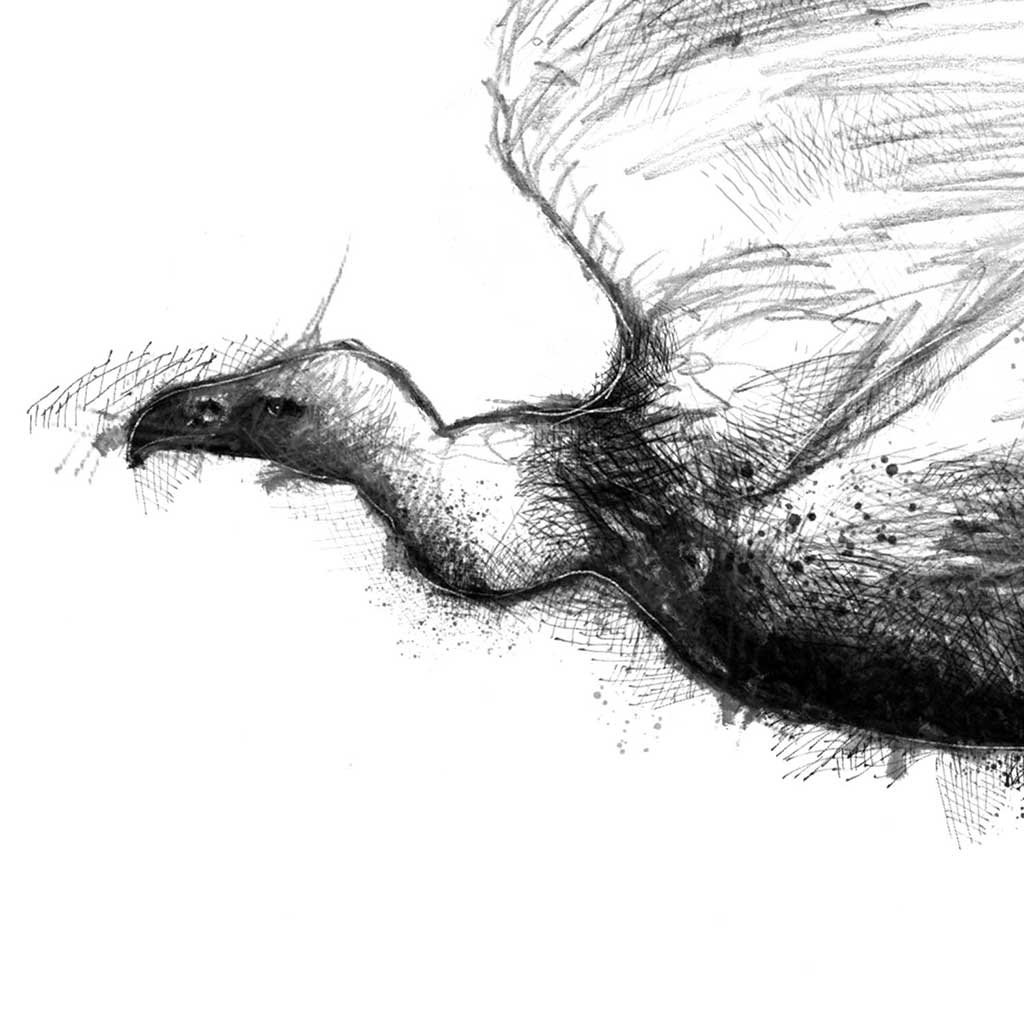 Vulture