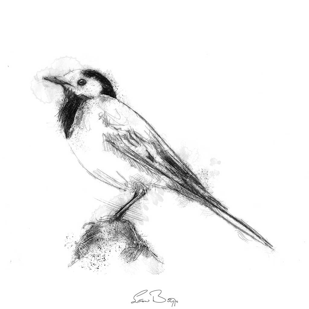 Pied wagtail