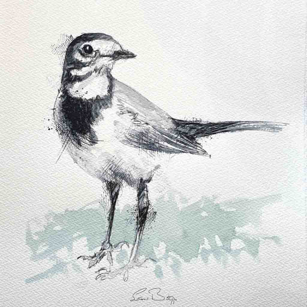 Pied wagtail