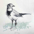 Pied wagtail