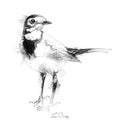 Wagtail