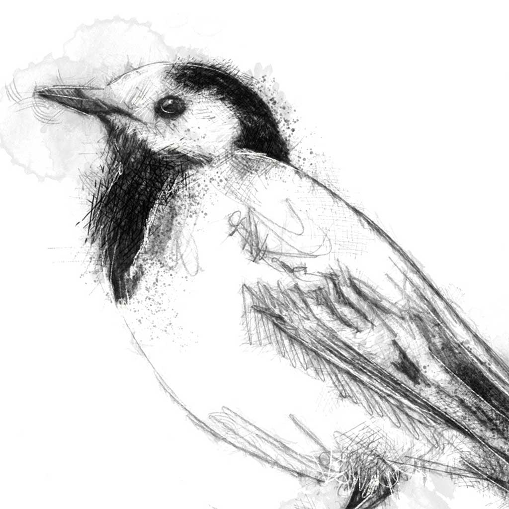 Pied wagtail