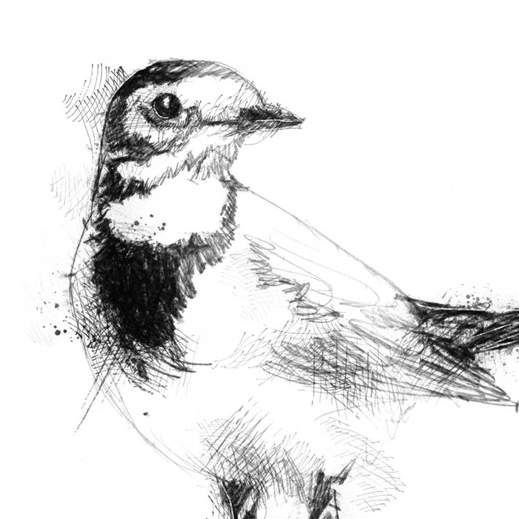 Wagtail