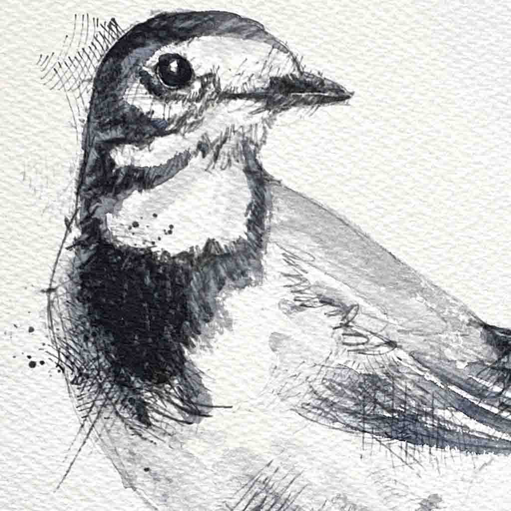 Pied wagtail