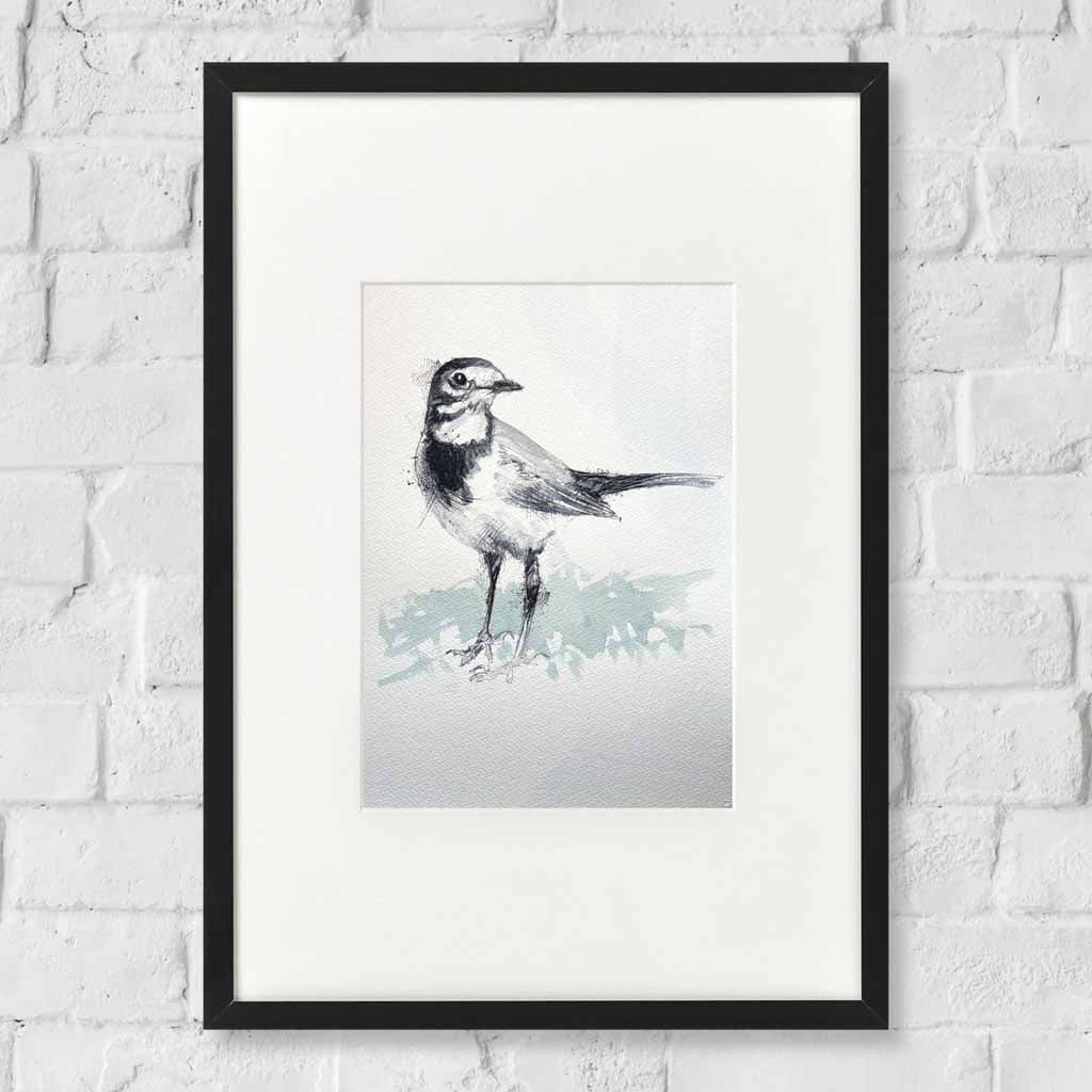 Pied wagtail