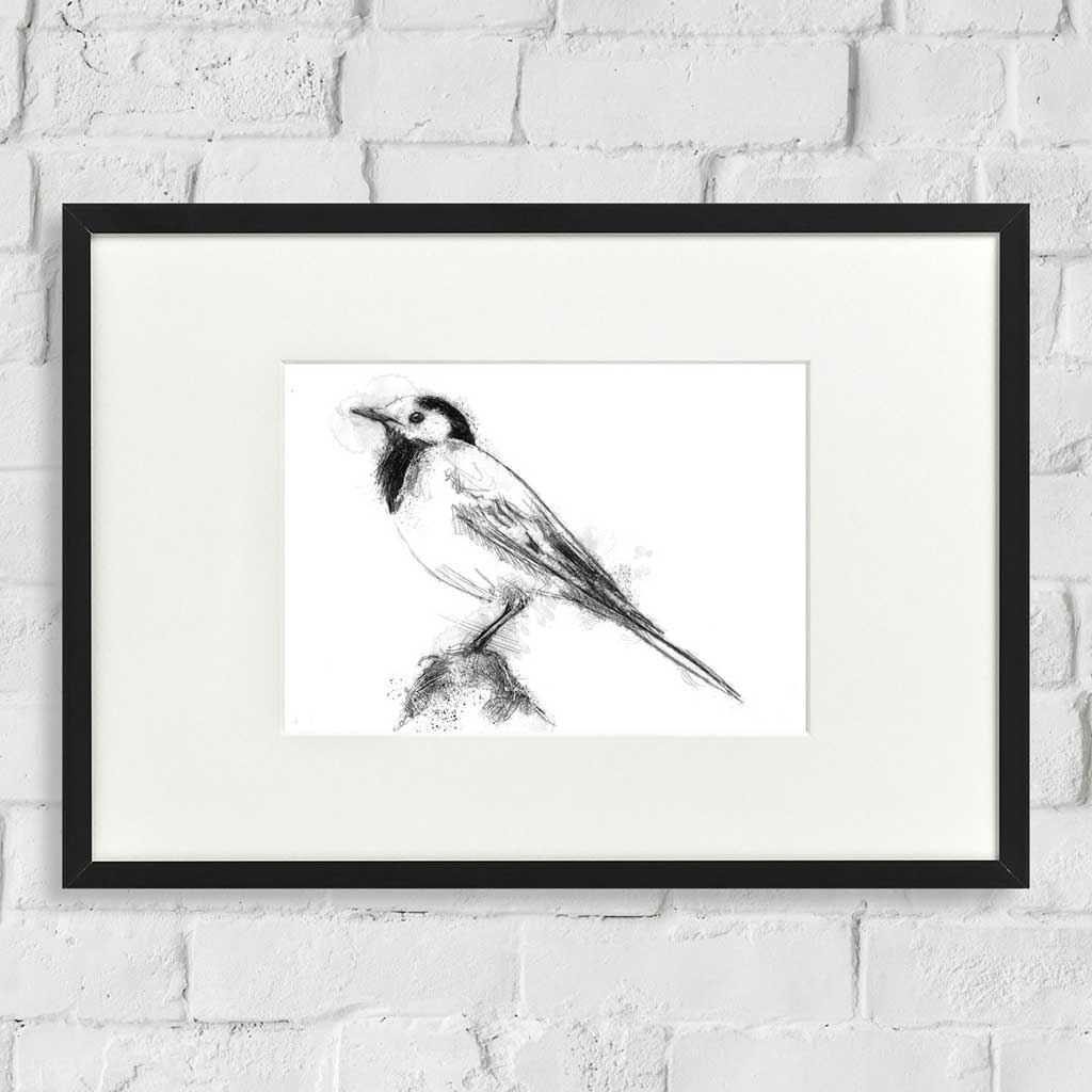 Pied wagtail