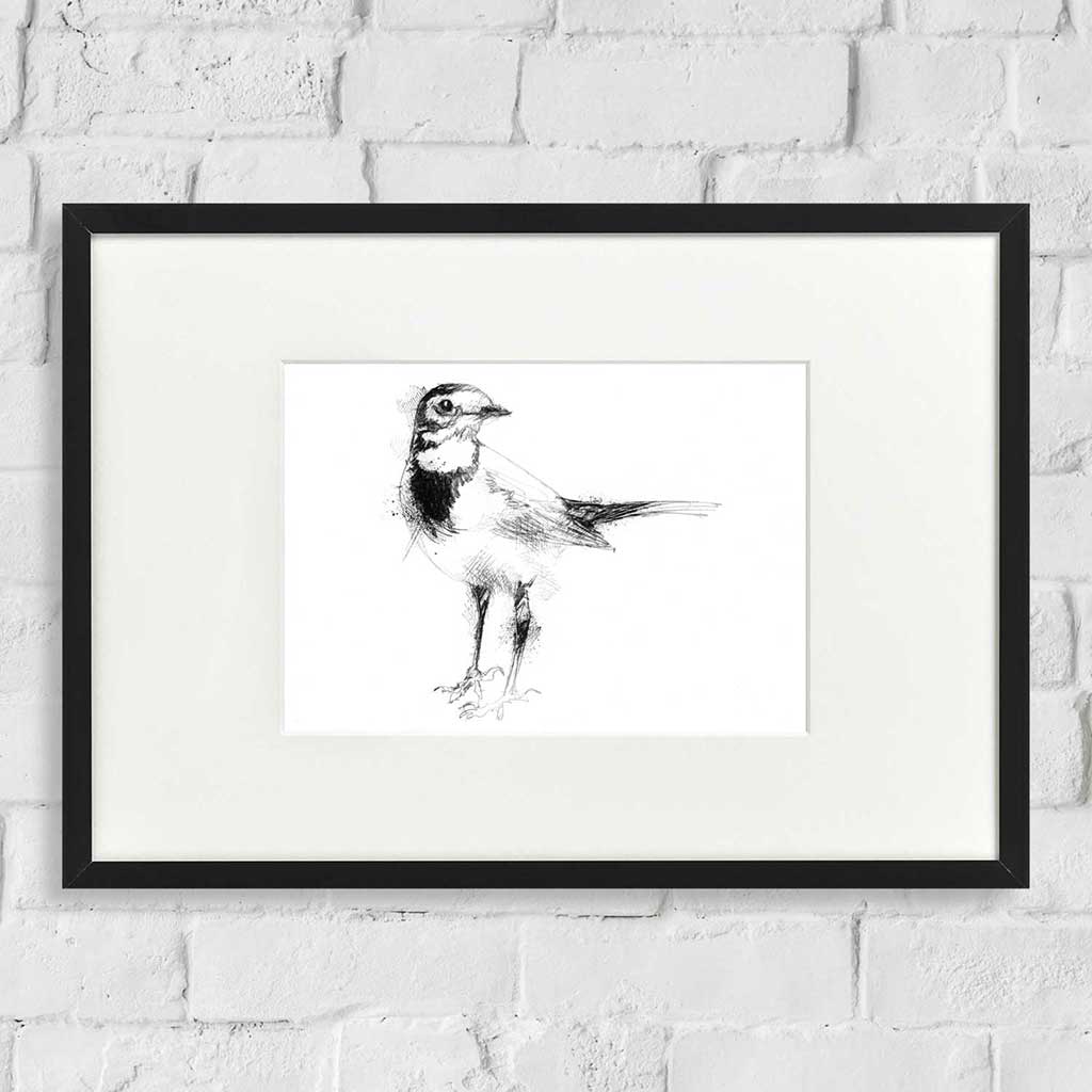 Wagtail