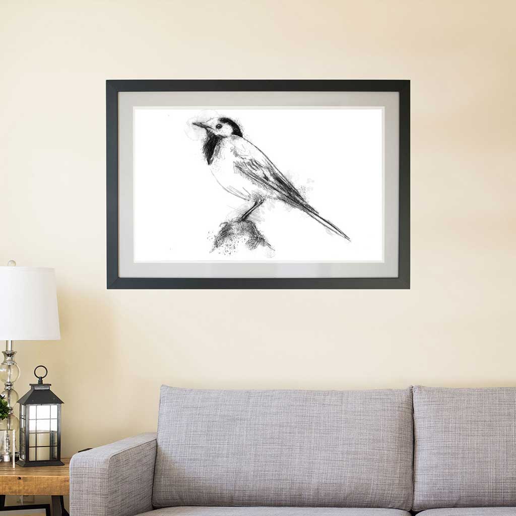 Pied wagtail