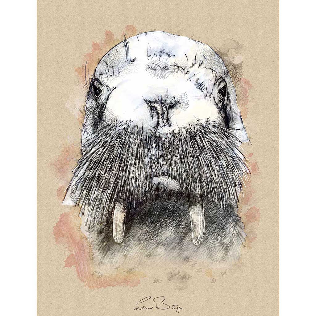 Walrus