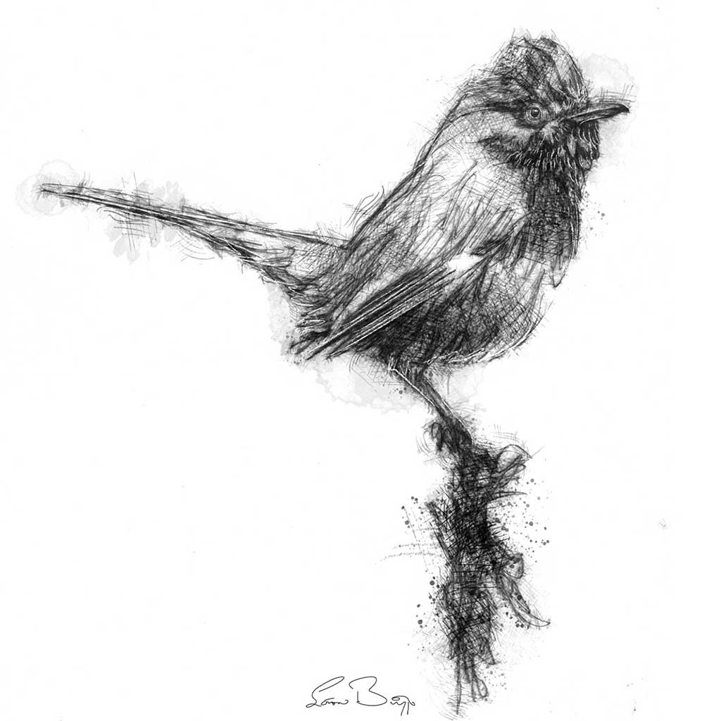 Dartford warbler