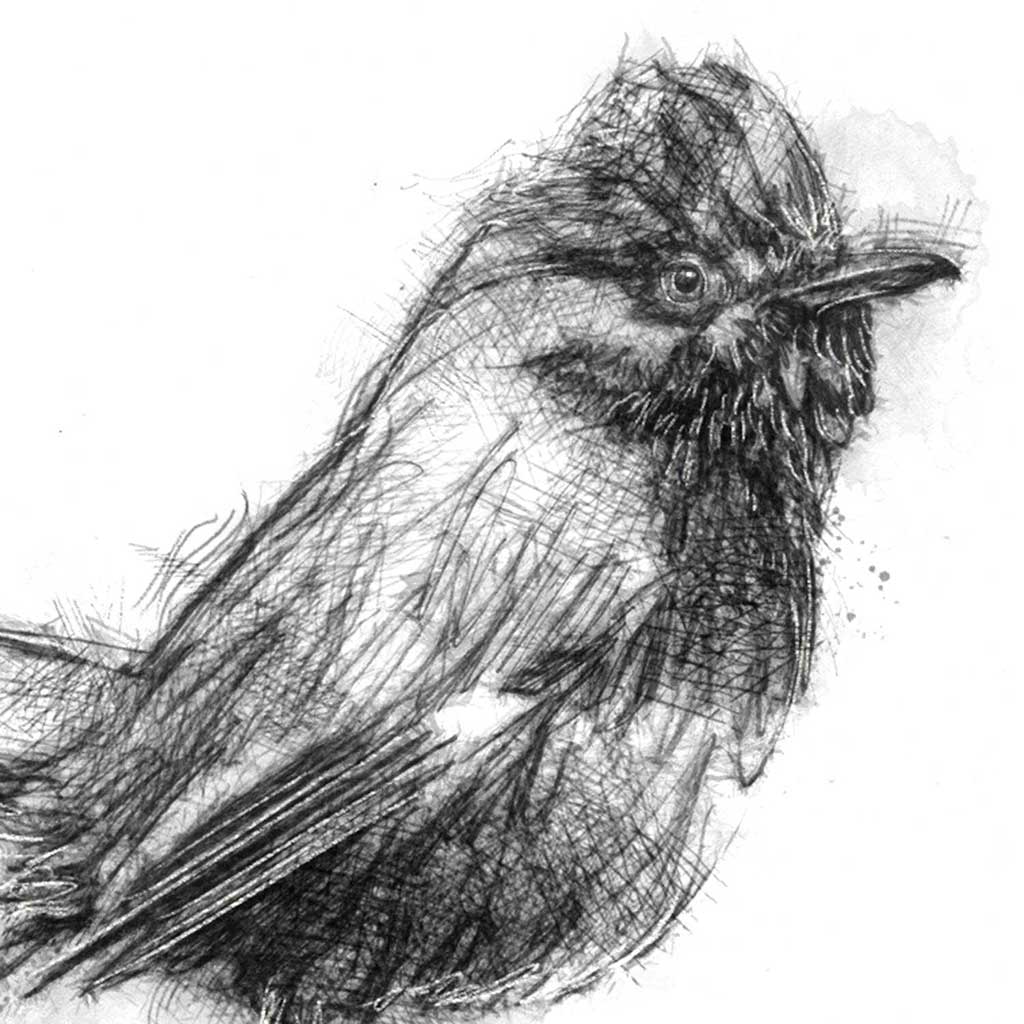 Dartford warbler