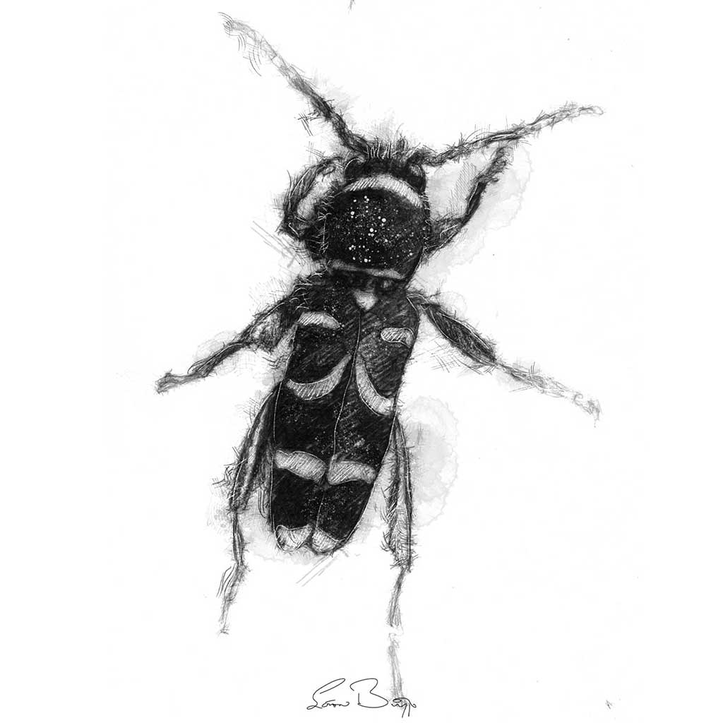 Wasp beetle