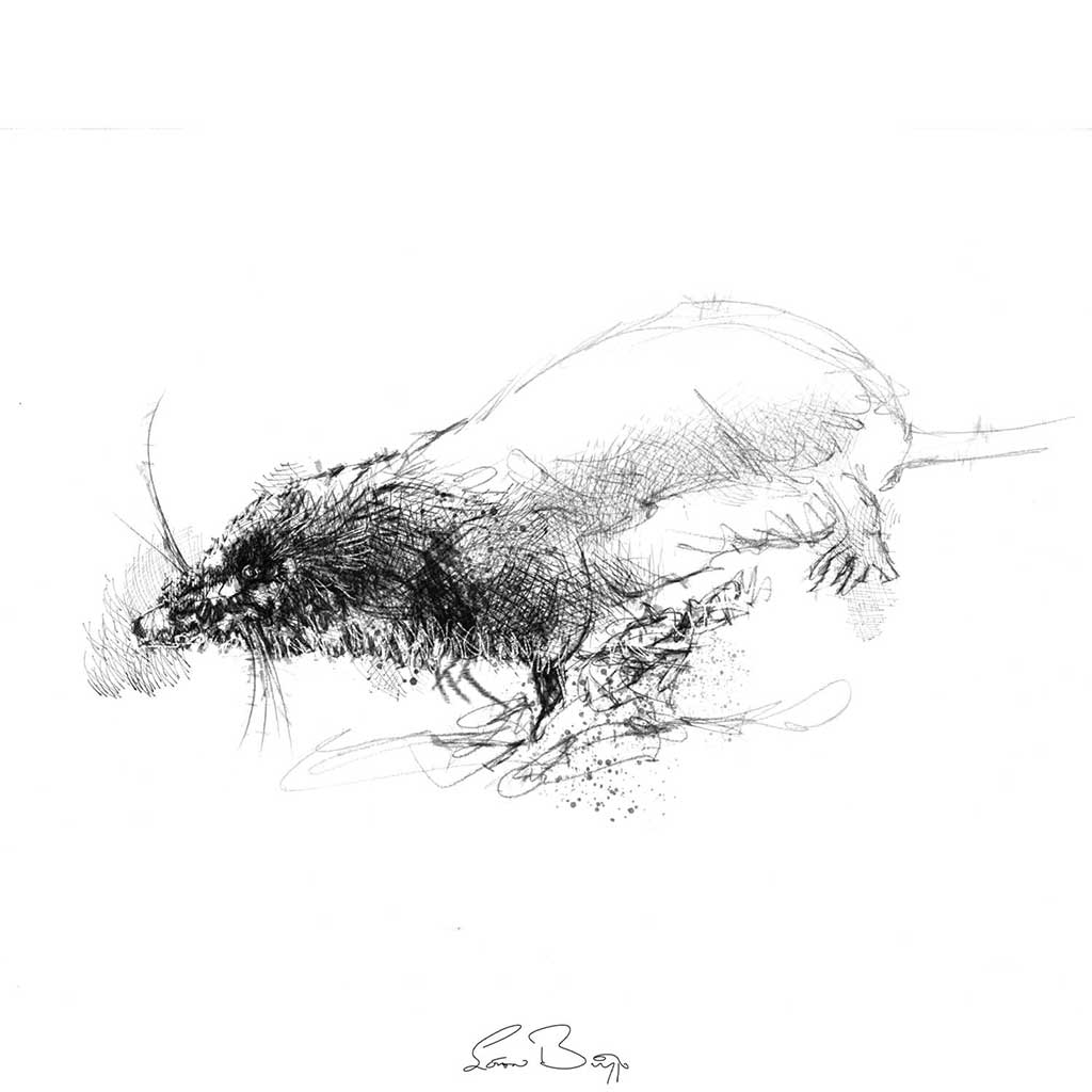 Water shrew