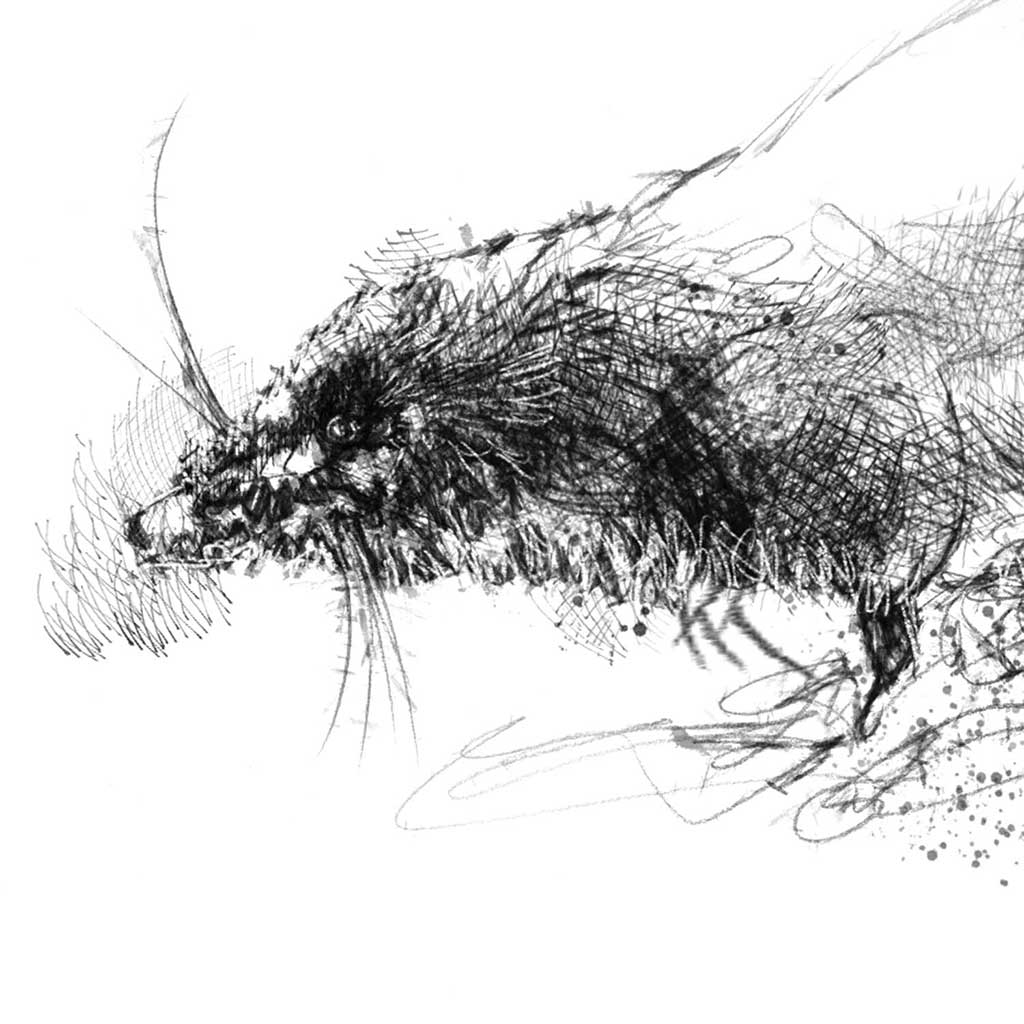 Water shrew