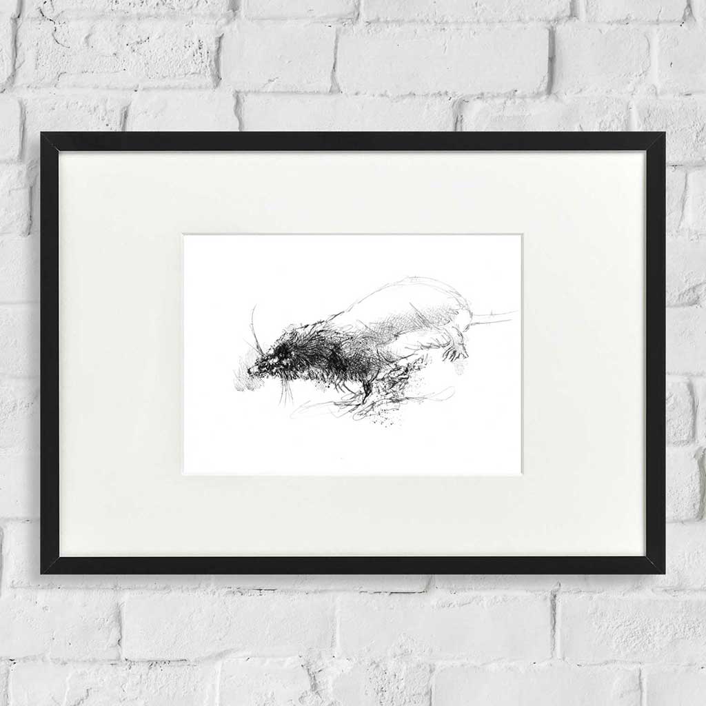 Water shrew