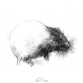 Water vole