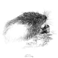 Water vole