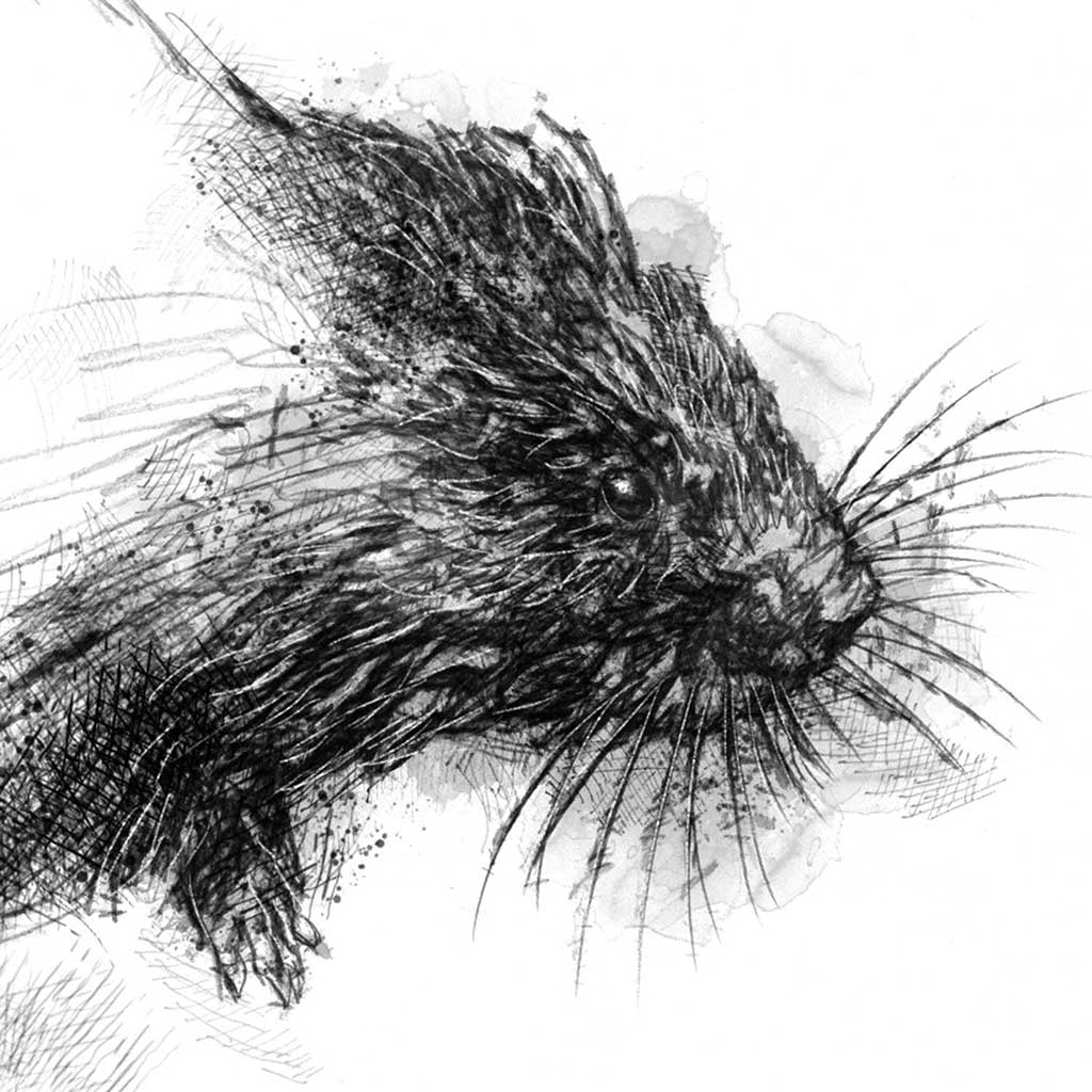 Water vole