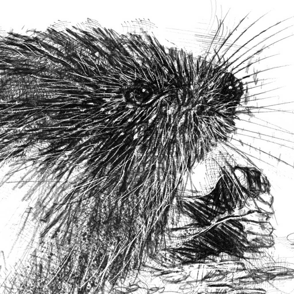 Water vole