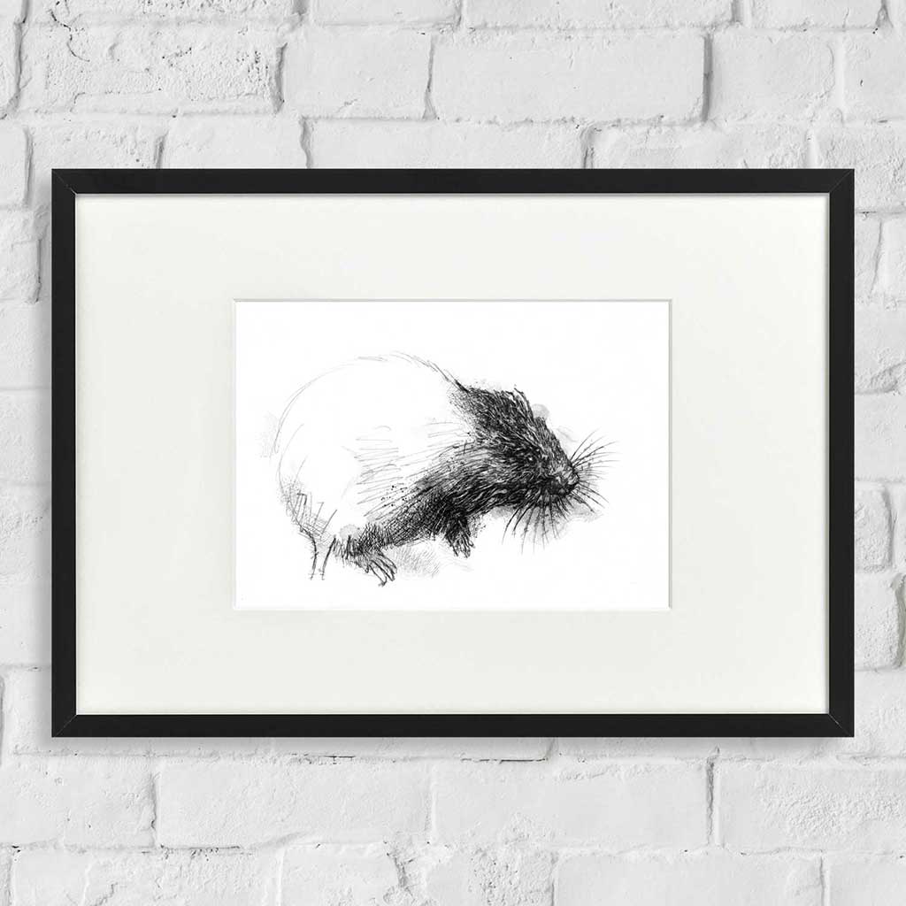 Water vole