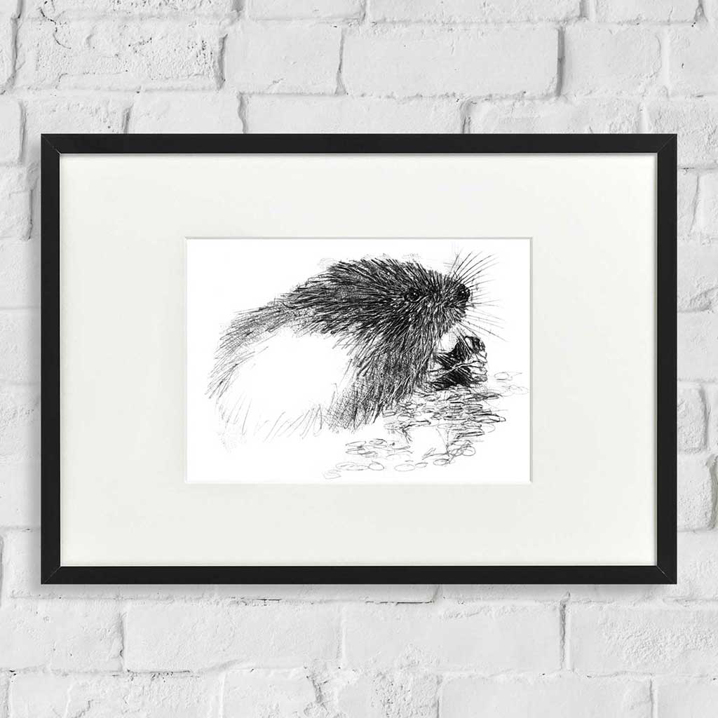 Water vole