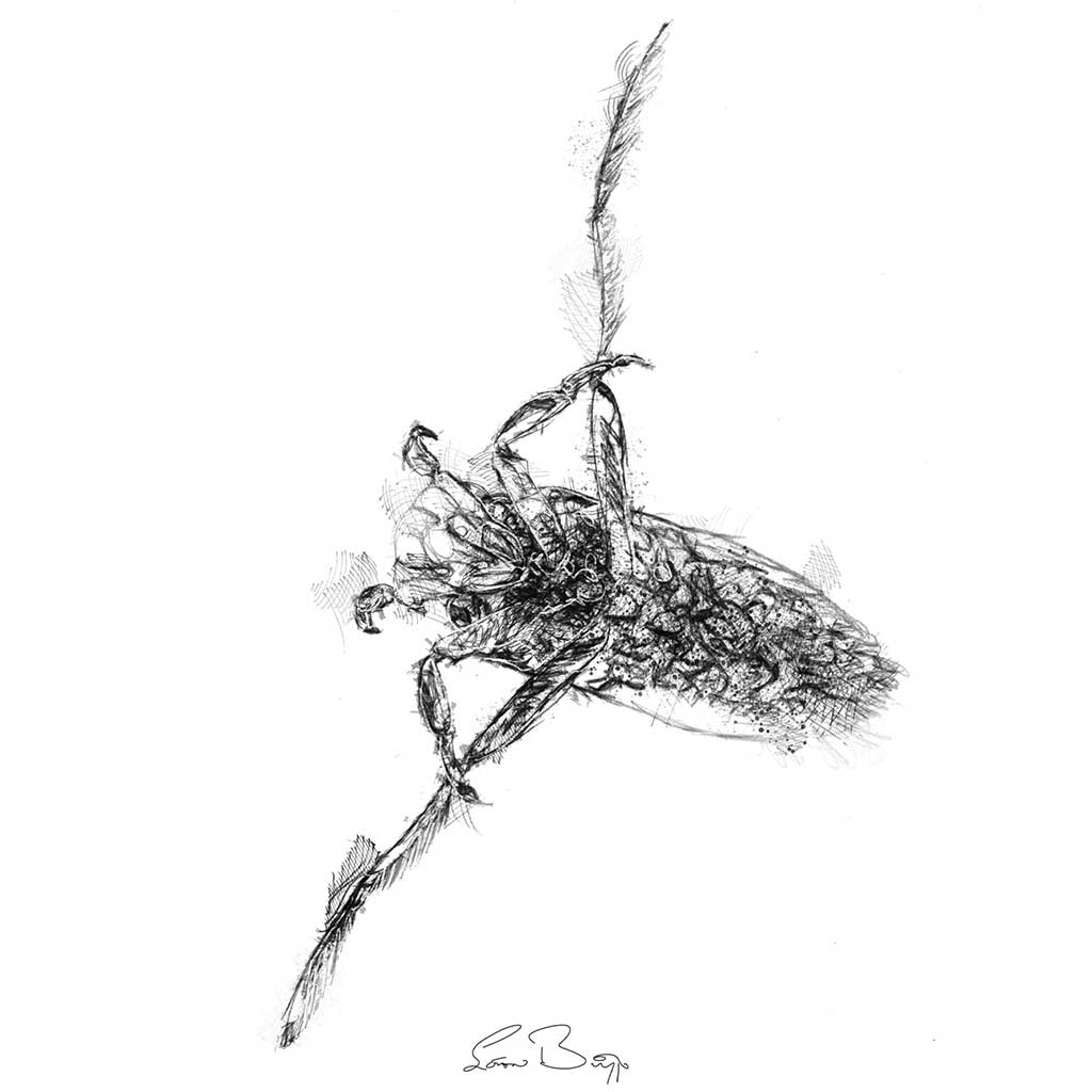 Water boatmen insect