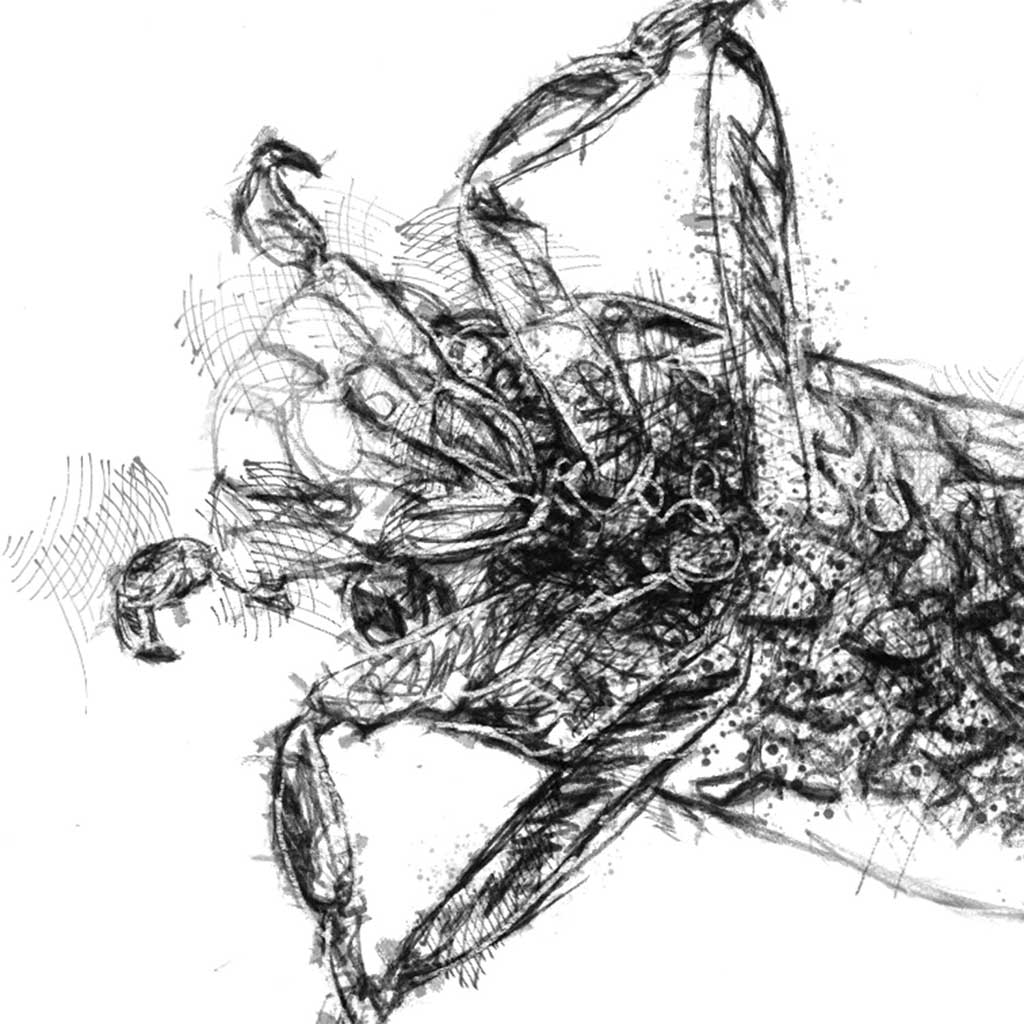 Water boatmen insect
