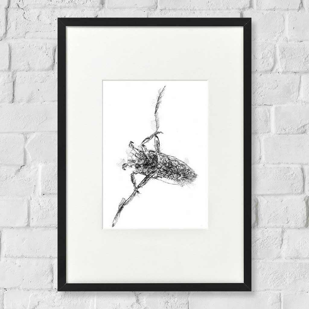Water boatmen insect