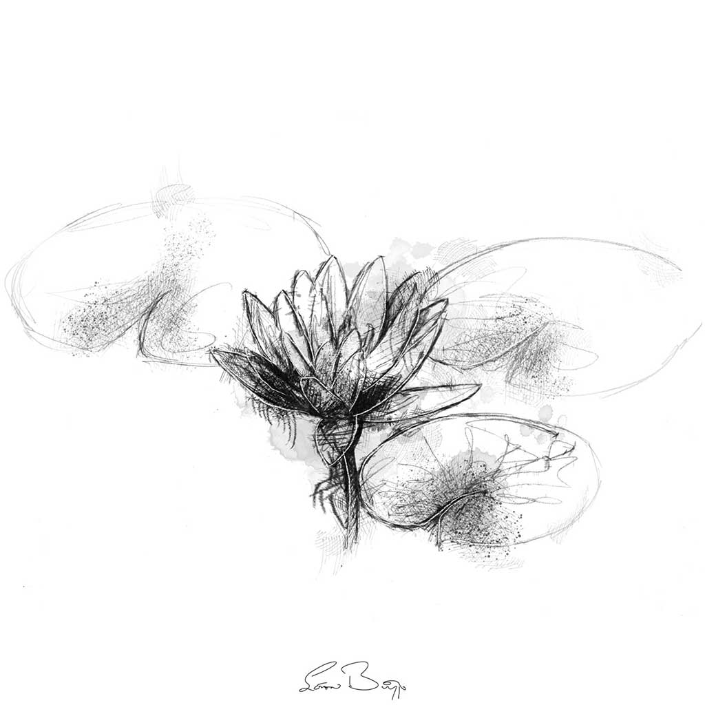 Waterlilly