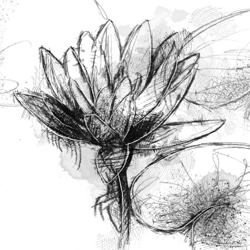 Waterlilly