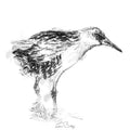 Water rail
