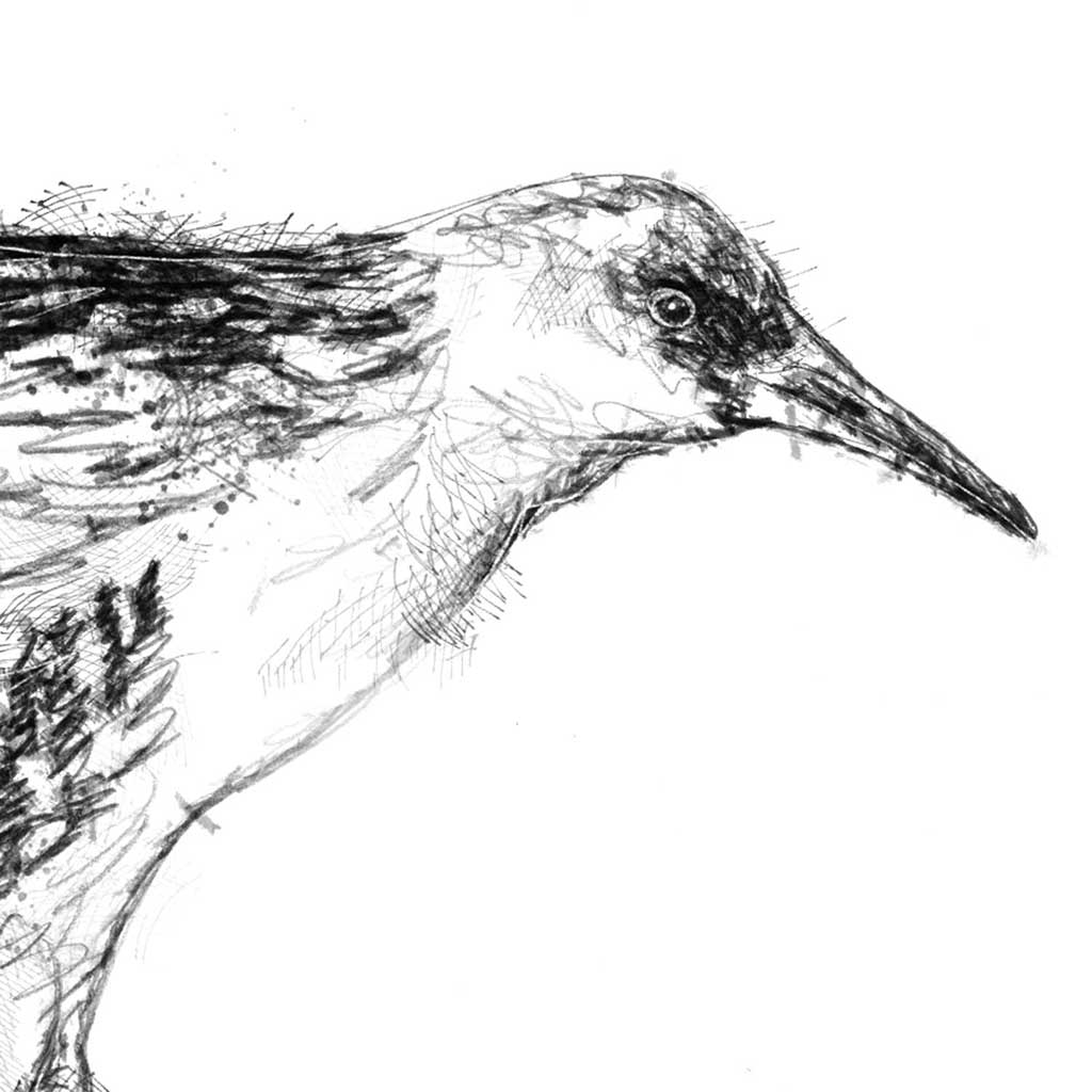 Water rail